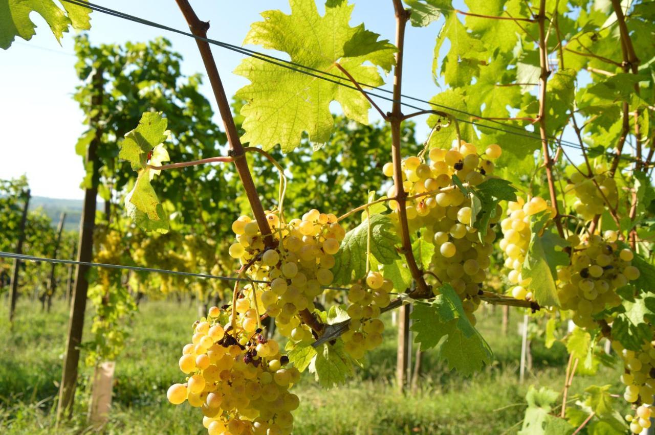 Bed & Tours Dimora Di Campagna Bed & Breakfast Castelnuovo Belbo Exterior photo